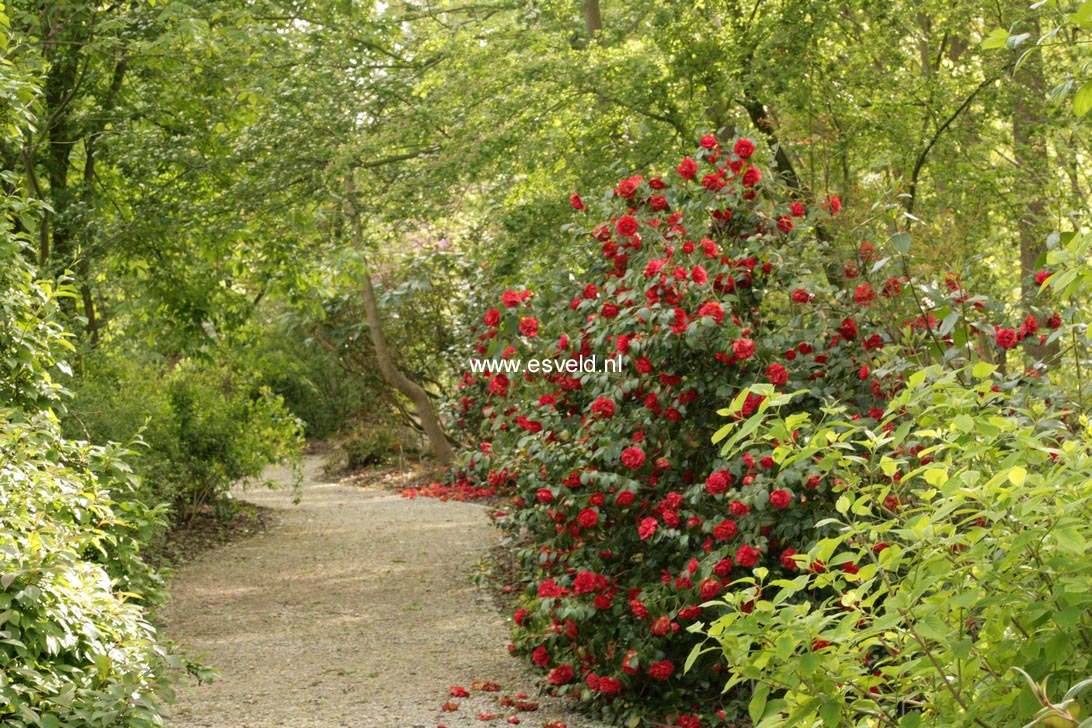 Camellia japonica 'Blood of China'