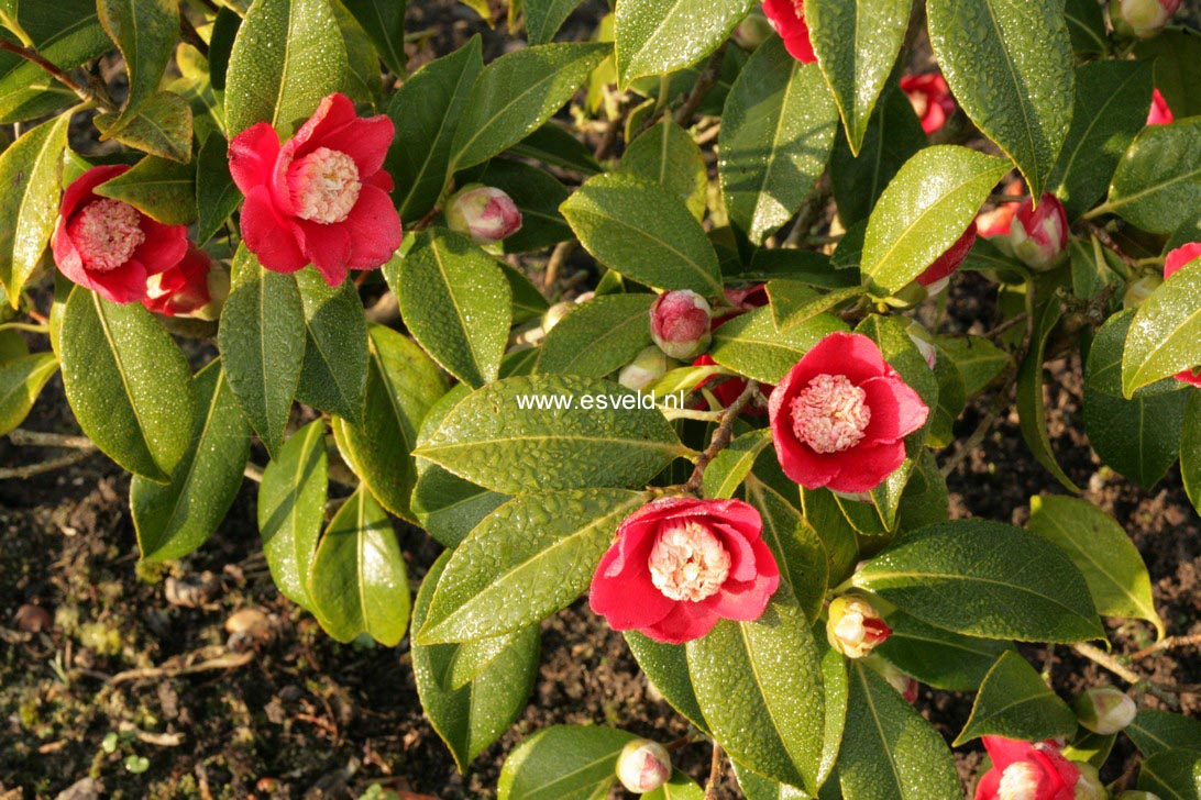 Camellia japonica 'Bokuhan'