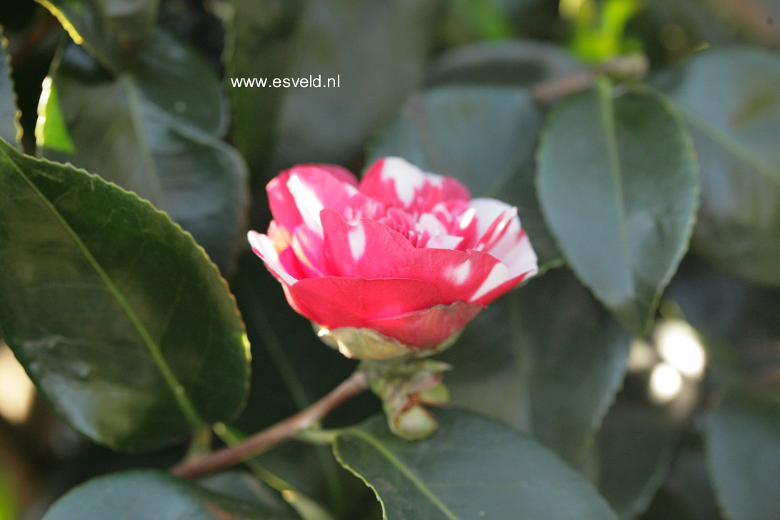 Camellia japonica 'Collettii'