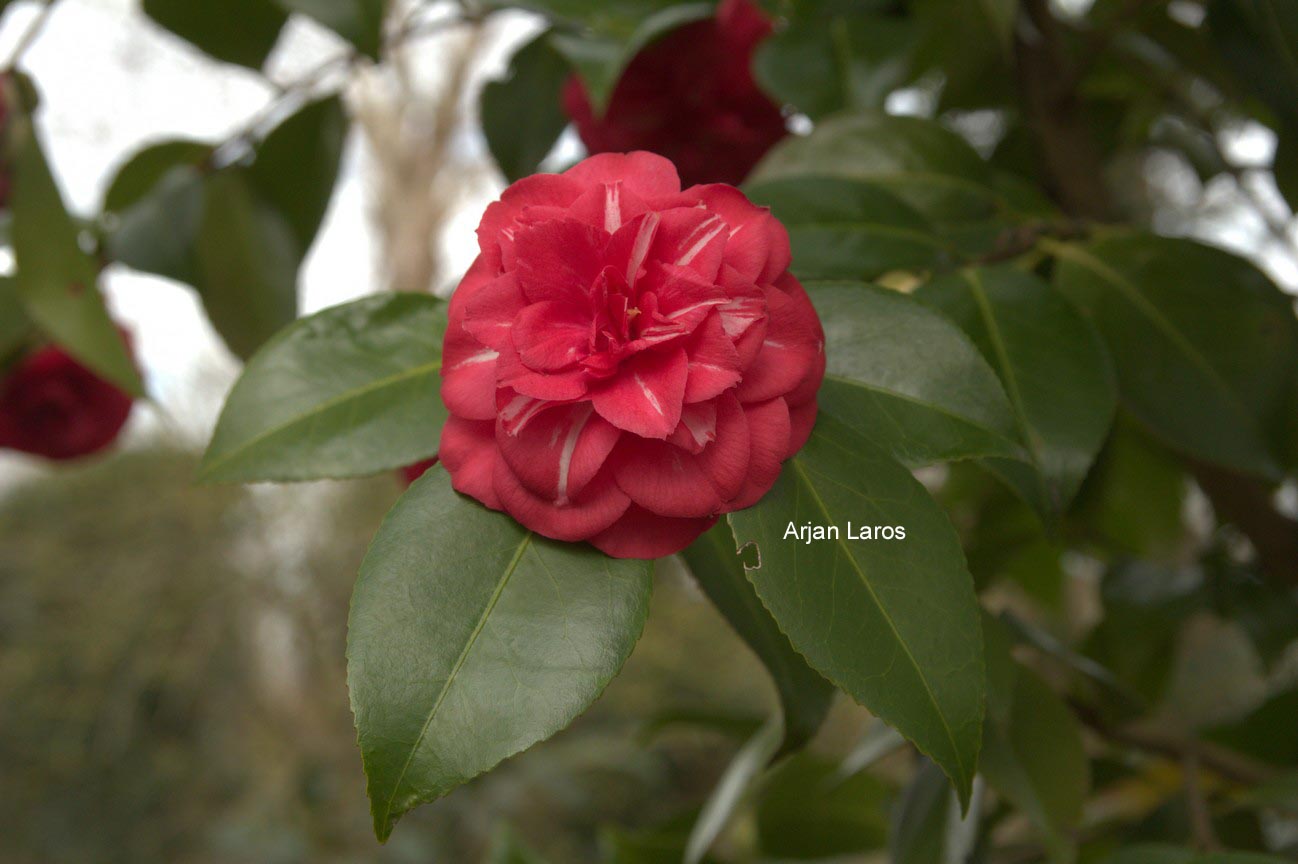 Camellia japonica 'Fleur Dipater'