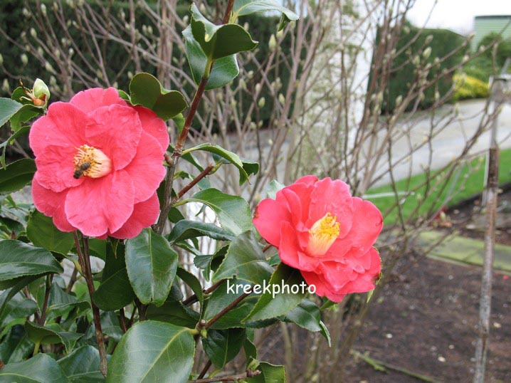 Camellia japonica 'Gloire de Nantes'