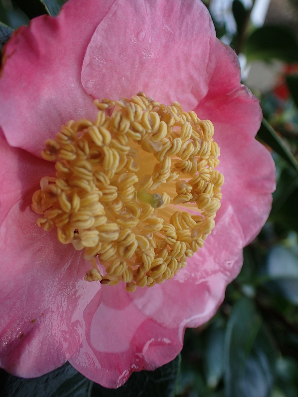 Camellia japonica 'Hi-no-tsuri'