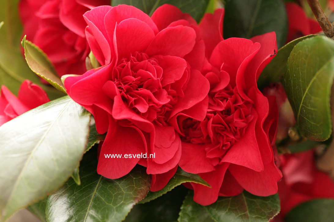 Camellia japonica 'John Tooby'