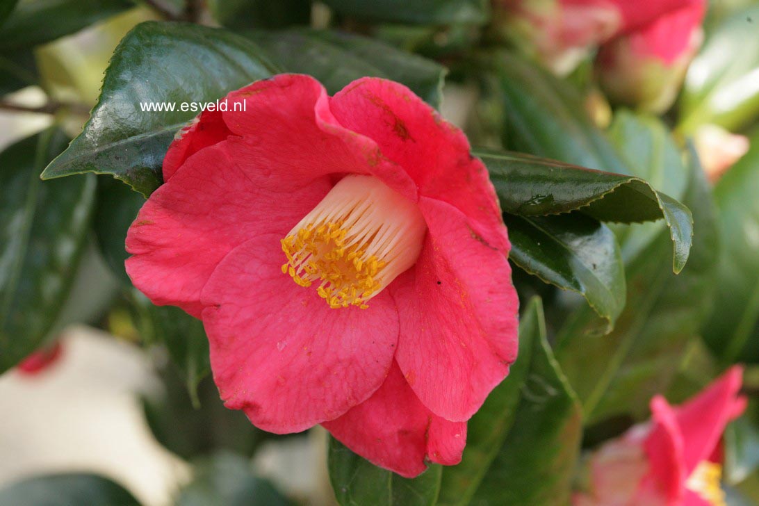 Camellia japonica 'Jupiter'