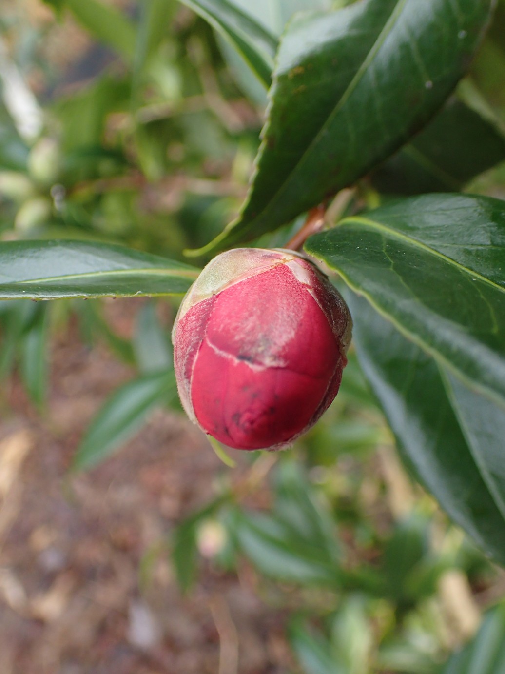 Camellia japonica 'Kuro Delight'