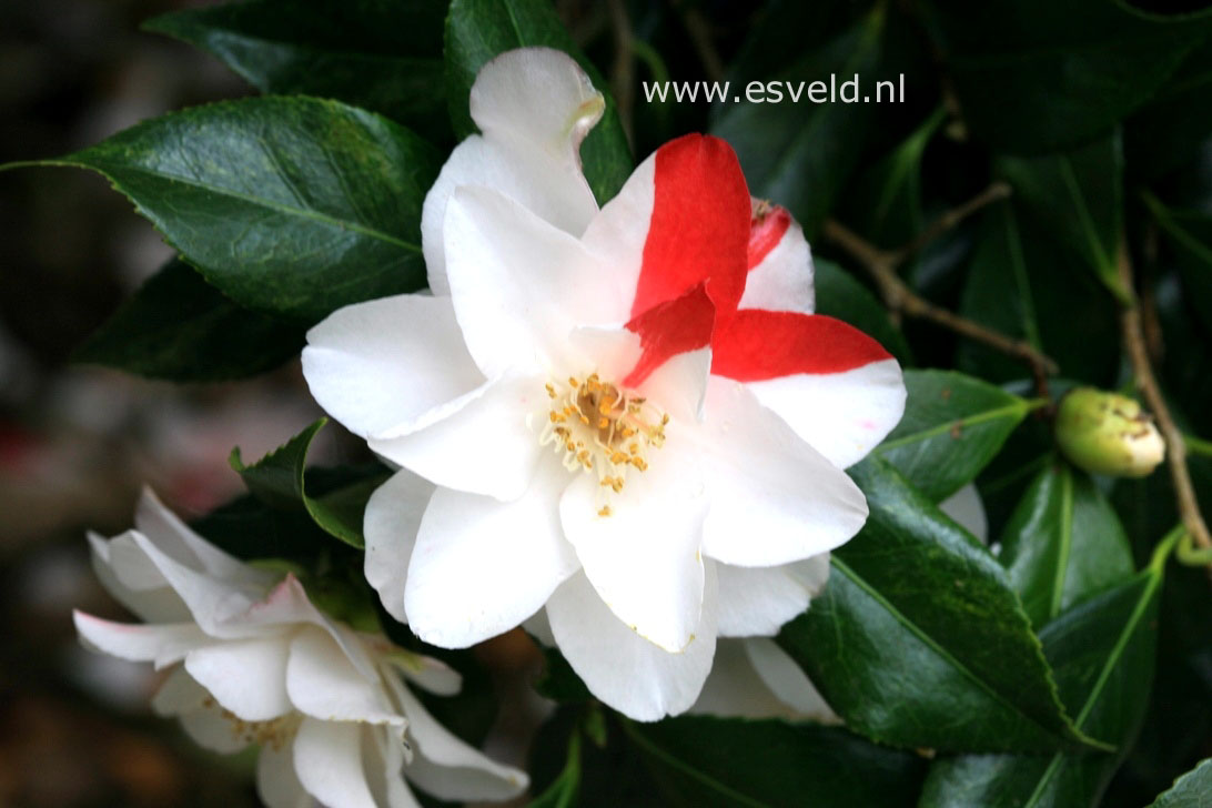 Camellia japonica 'Lady Vansittart'