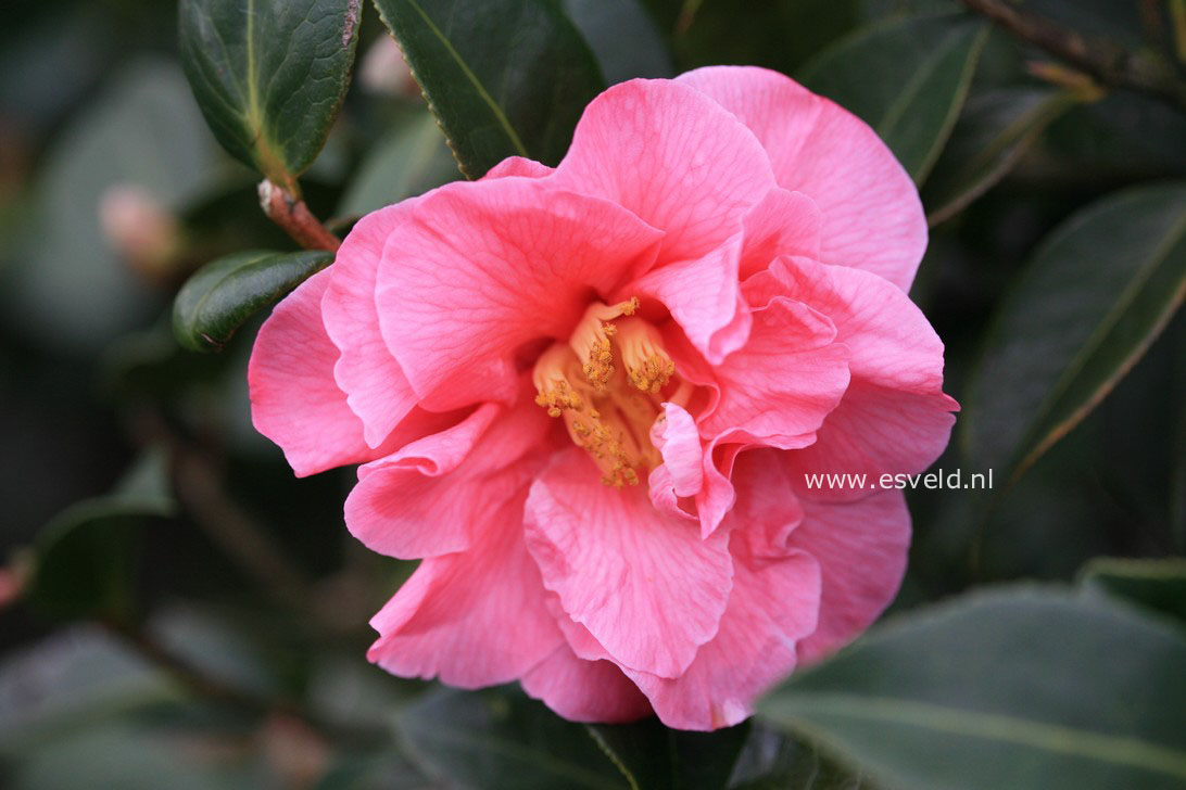 Camellia japonica 'Leonard Messel'