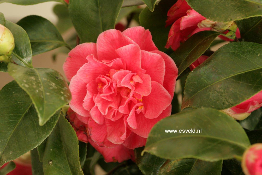 Camellia japonica 'Marie Bracey'