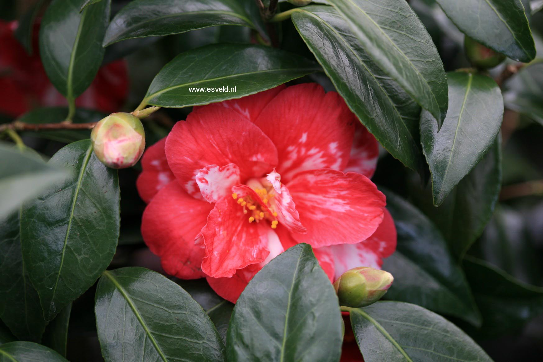 Camellia japonica 'Masayoshi'