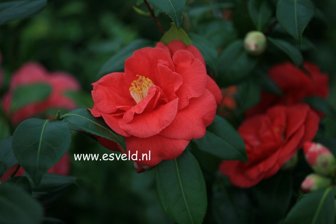 Camellia japonica 'Mathotiana'