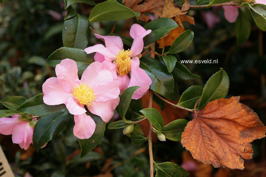 Camellia japonica 'Sanpei-tsubaki'