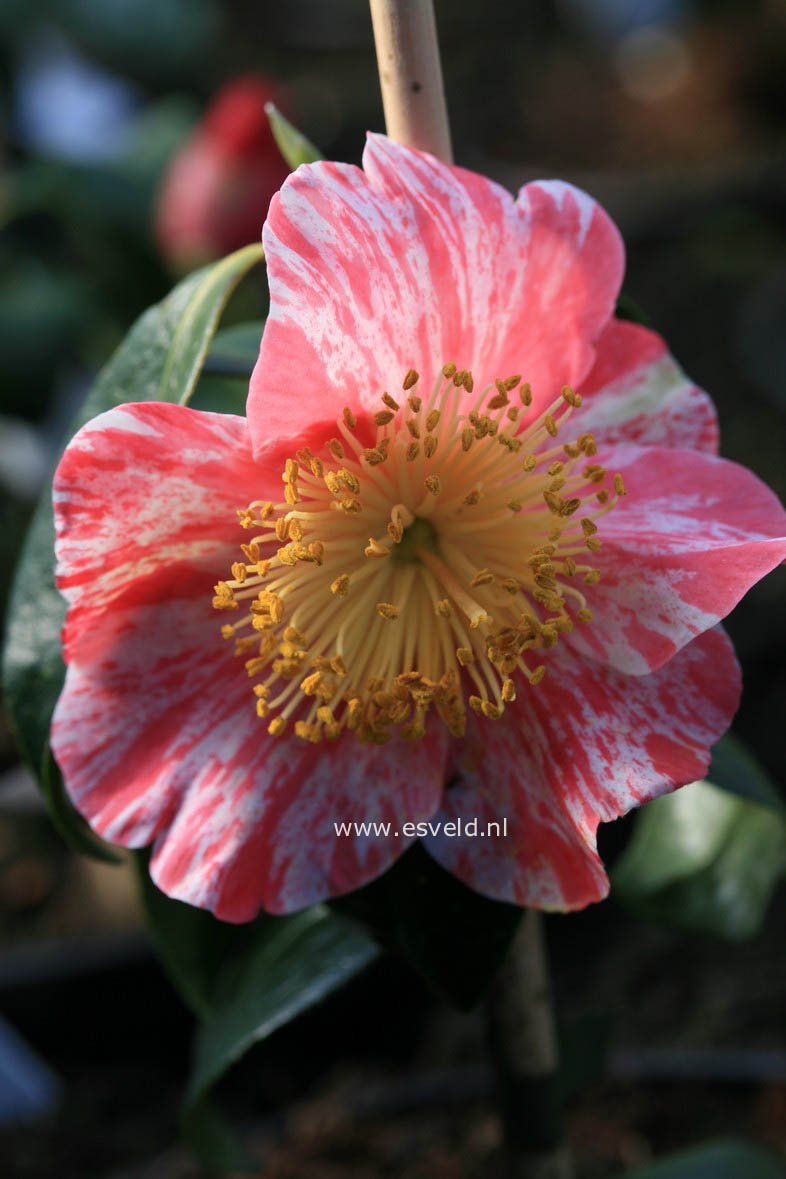 Camellia japonica 'Shin-tsukasa-nishiki'
