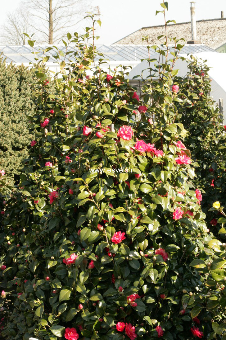 Camellia reticulata 'Mary Williams'