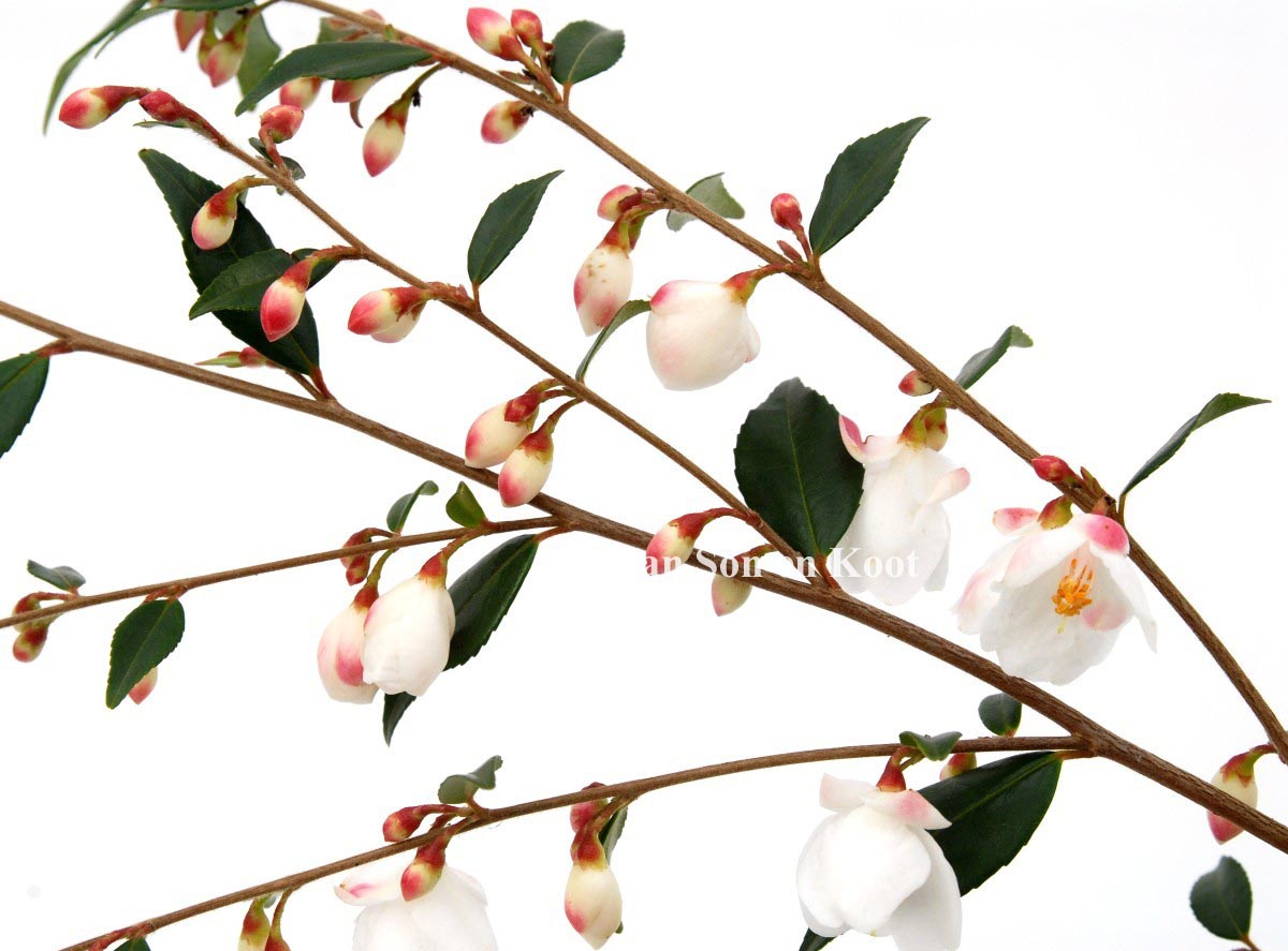 Camellia rosthorniana 'Elina' (CUPIDO)