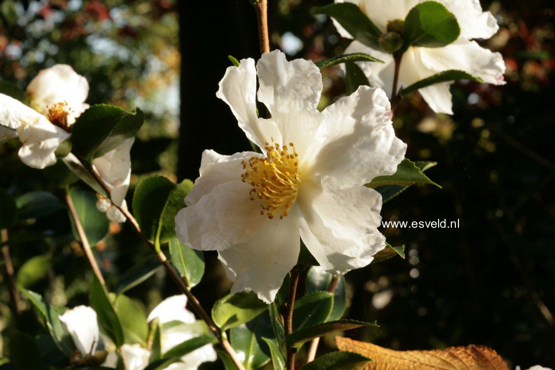 Camellia sasanqua 'Fragrans'