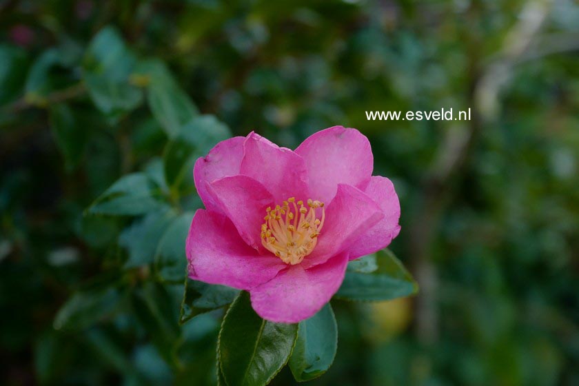 Camellia sasanqua 'Hiryu'