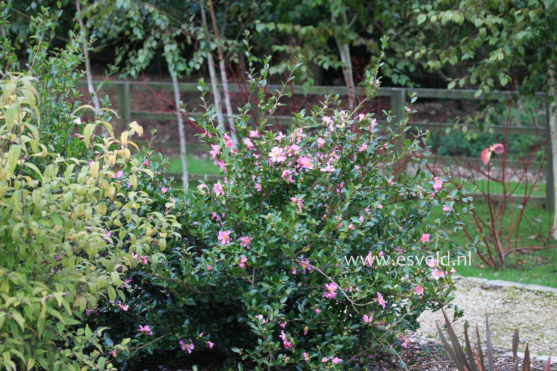 Camellia sasanqua 'Hugh Evans'