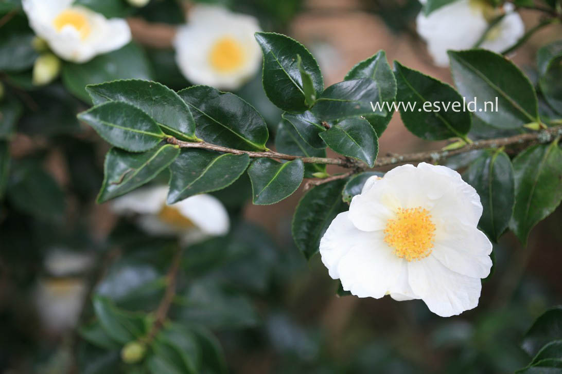 Camellia sasanqua 'Narumi-gata'
