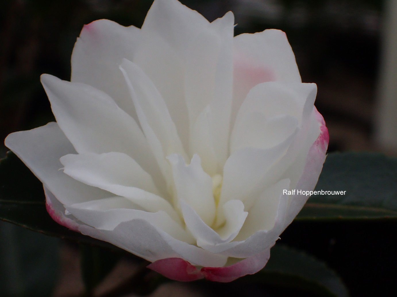 Camellia sasanqua 'Paradise Blush'