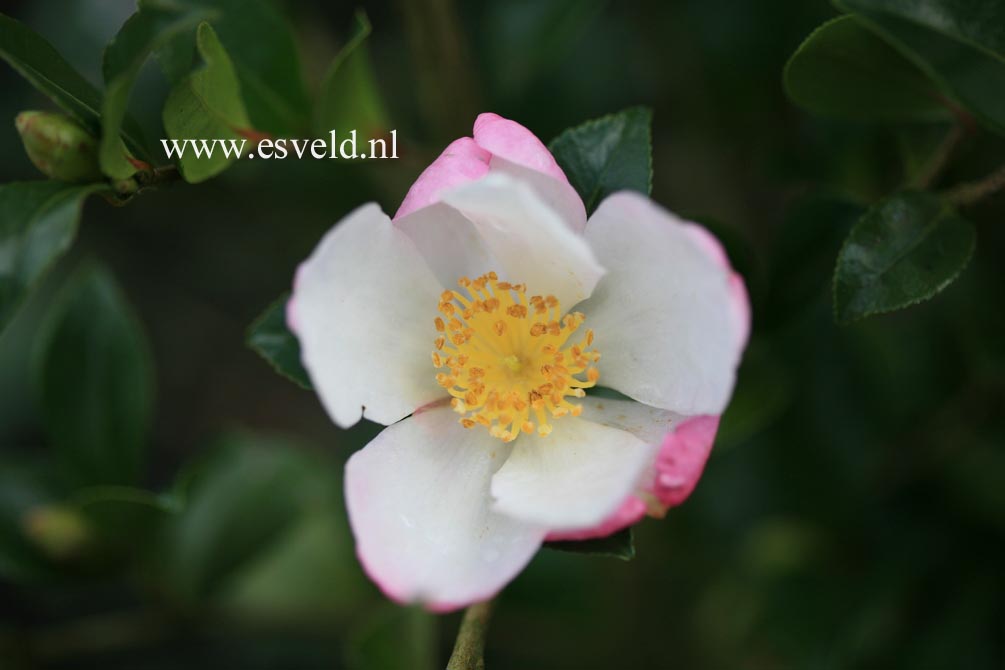Camellia sasanqua 'Rainbow'