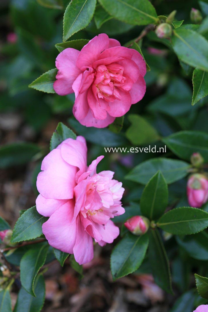 Camellia sasanqua 'Sparkling Burgundy'