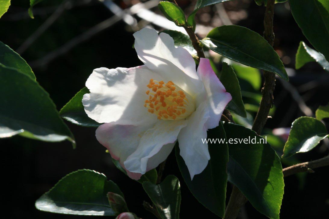 Camellia sasanqua 'Yoimachi'