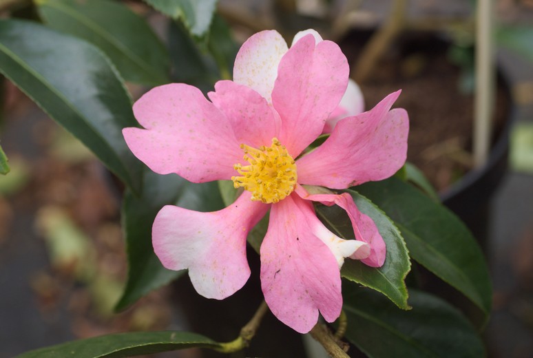 Camellia sasanqua 'Yume'