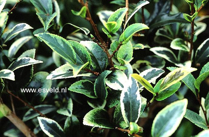 Camellia sasanqua f. variegata