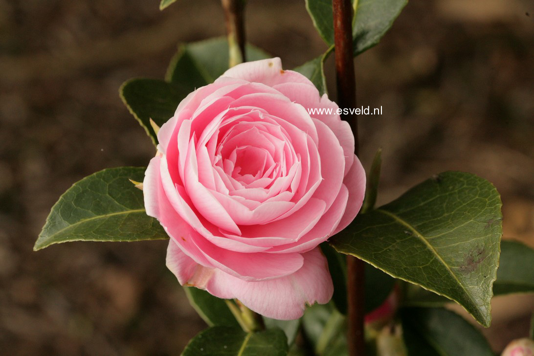 Camellia williamsii 'E.G. Waterhouse'