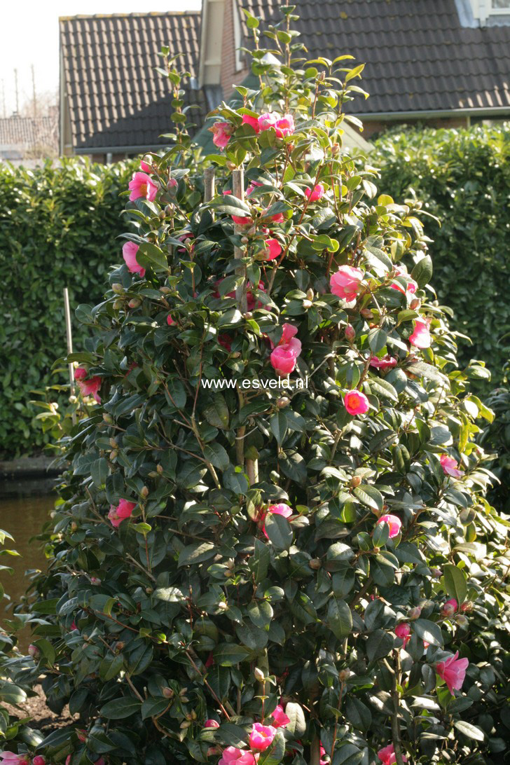 Camellia williamsii 'St. Ewe'