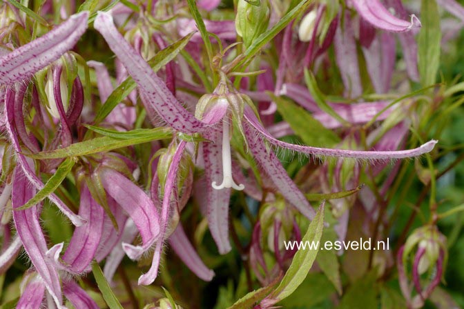 Campanula 'Pink Octopus'