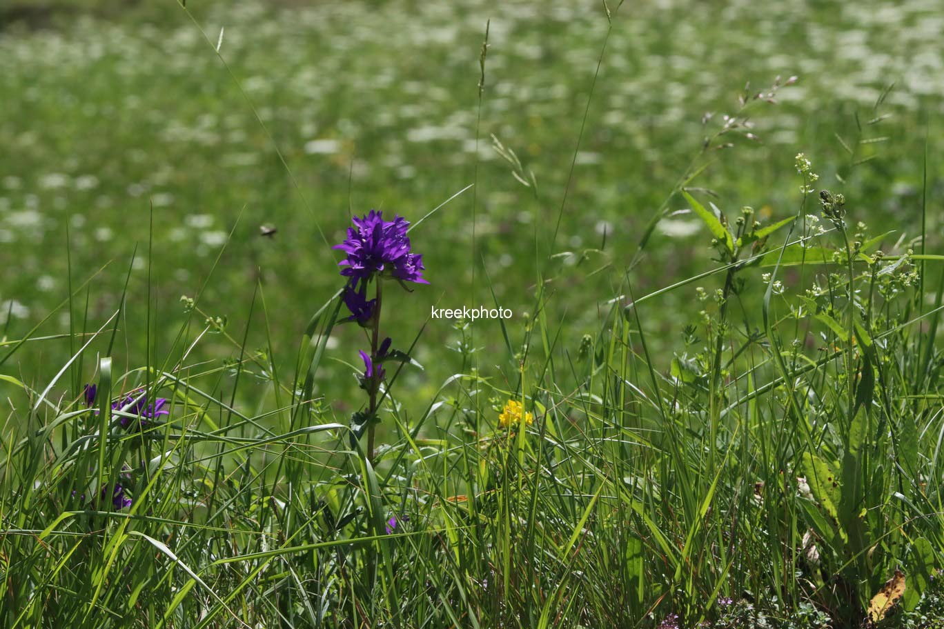 Campanula glomerata
