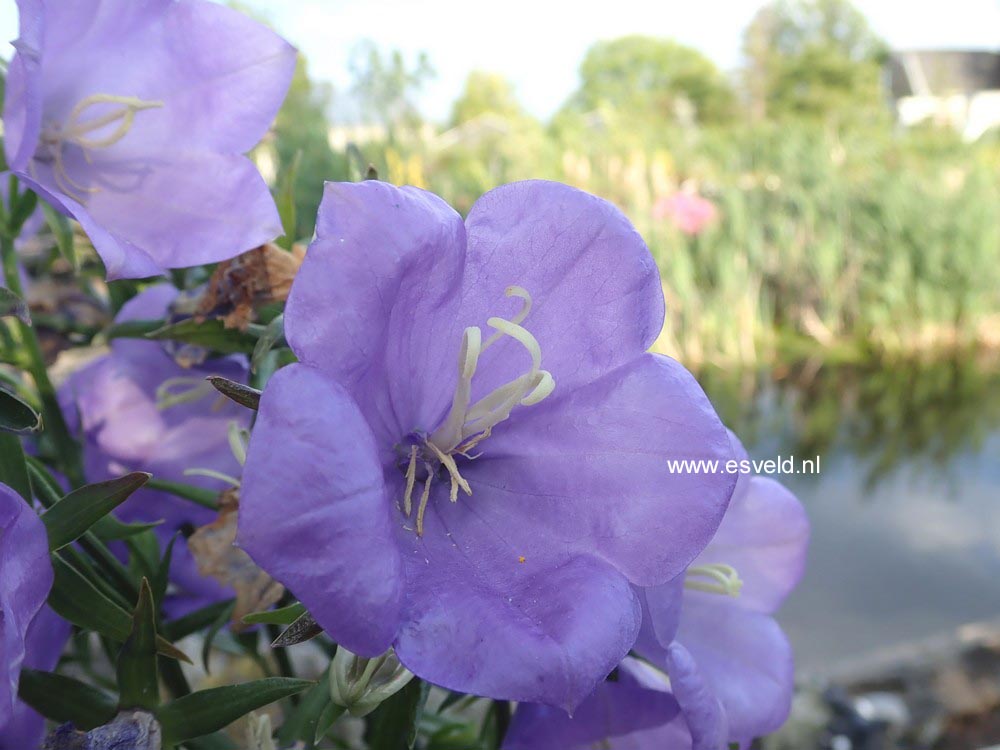 Campanula persicifolia 'Takion Blue'