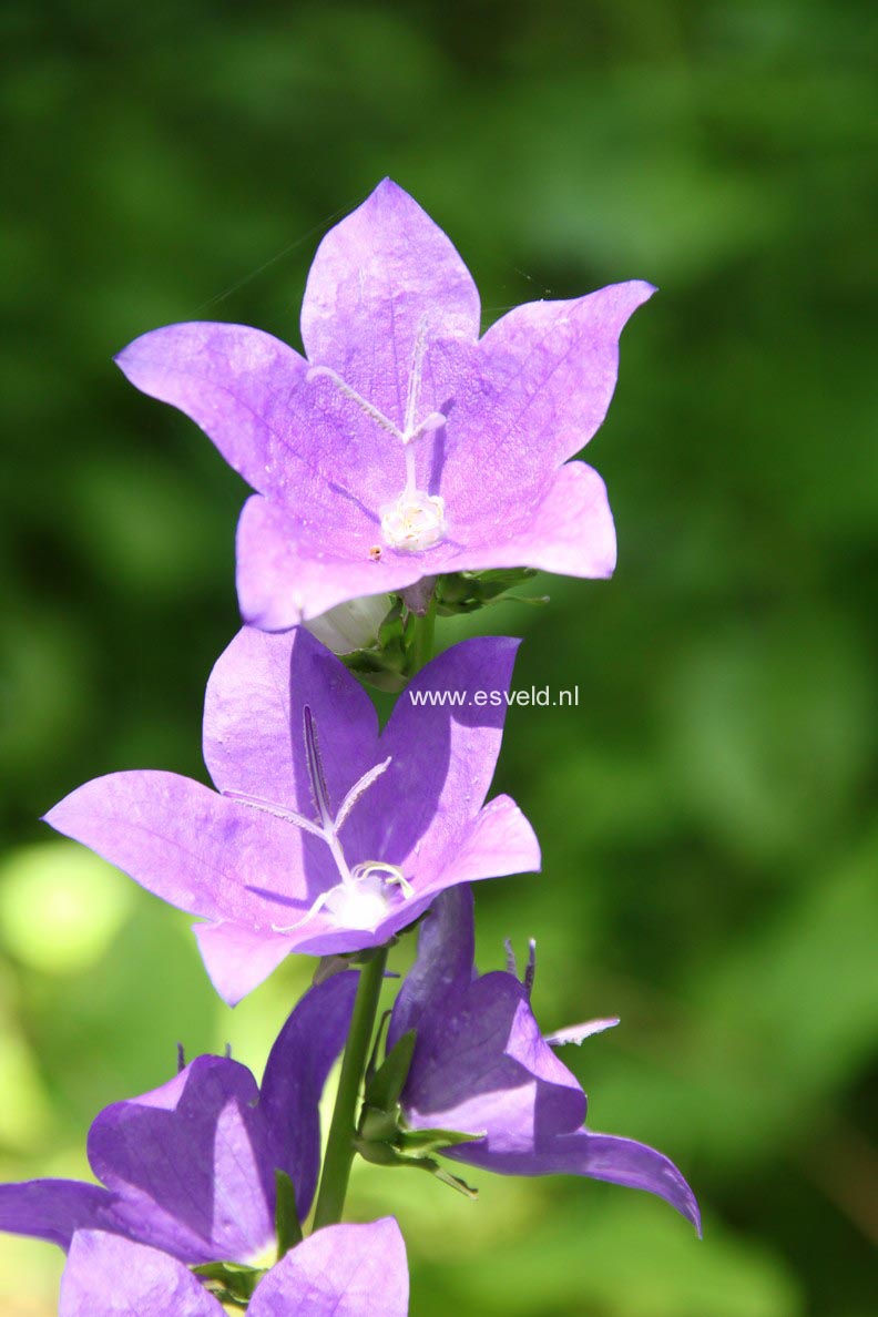Campanula persicifolia