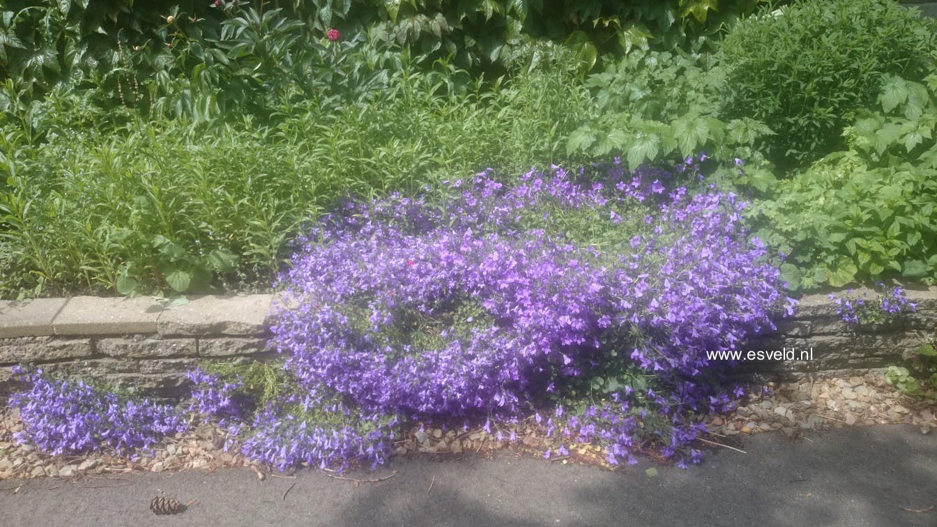 Campanula portenschlagiana