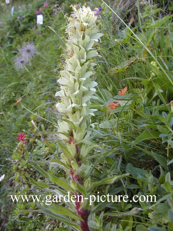 Campanula thyrsoides