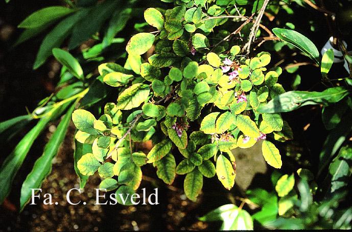 Campylotropis macrocarpa