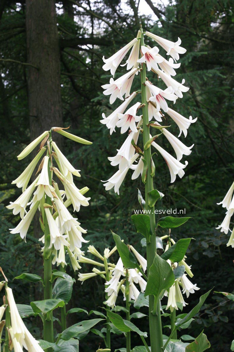 Cardiocrinum giganteum