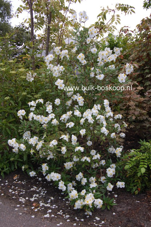 Carpenteria californica 'Bodnant'