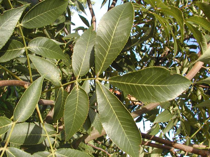 Carya cordiformis