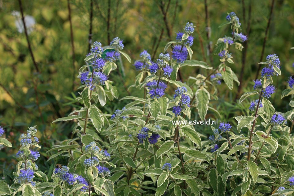 Caryopteris clandonensis 'White Surprise'