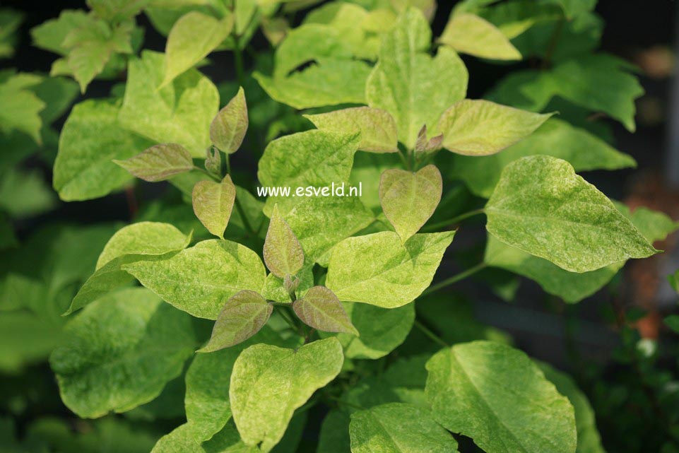 Catalpa speciosa 'Pulverulenta'