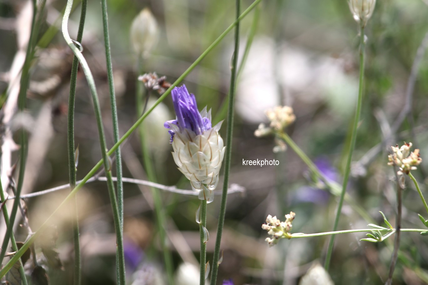 Catananche caerulea