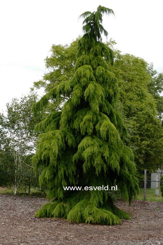 Cedrus deodara