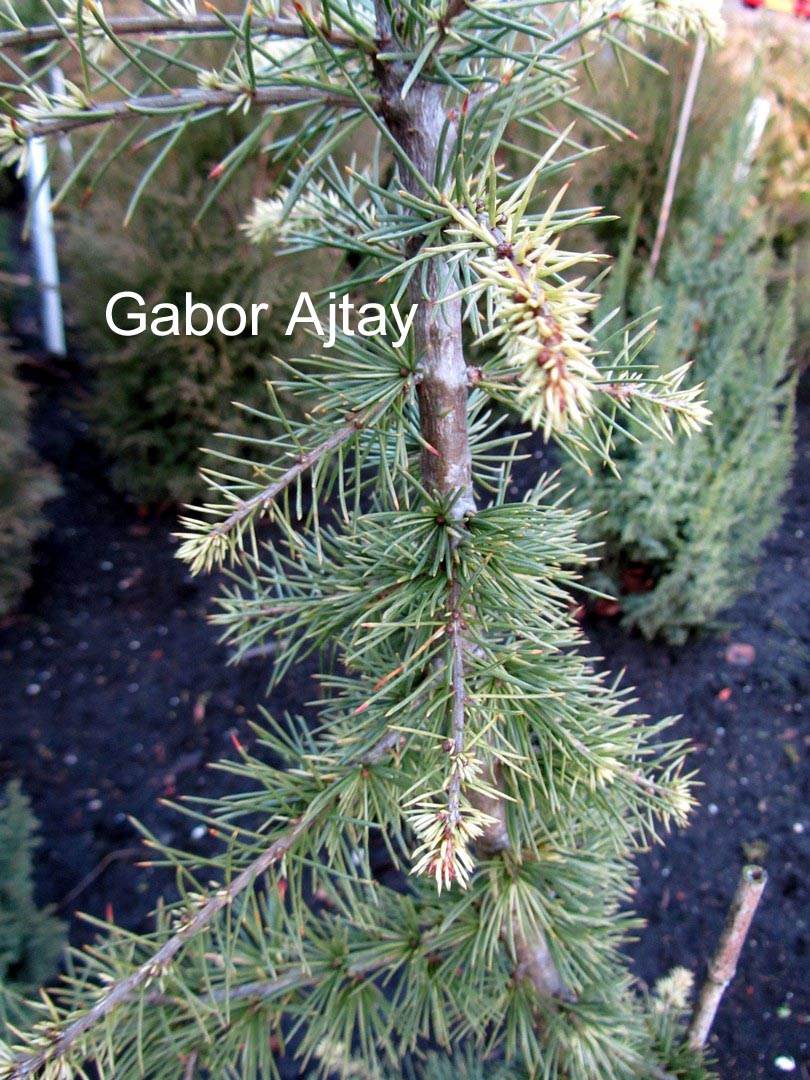 Cedrus libani 'Compacta'