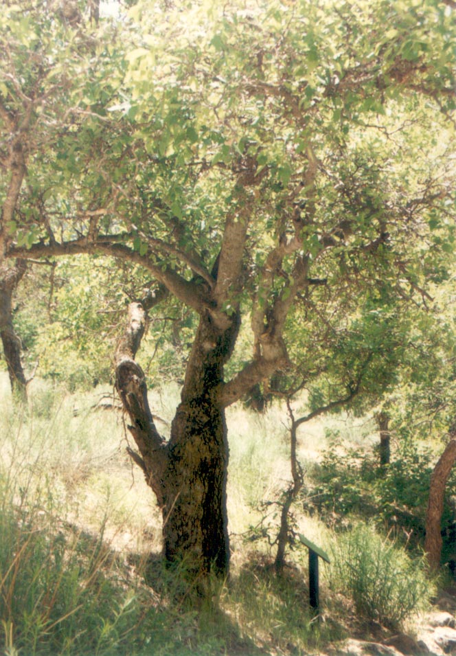 Celtis occidentalis var. reticulata