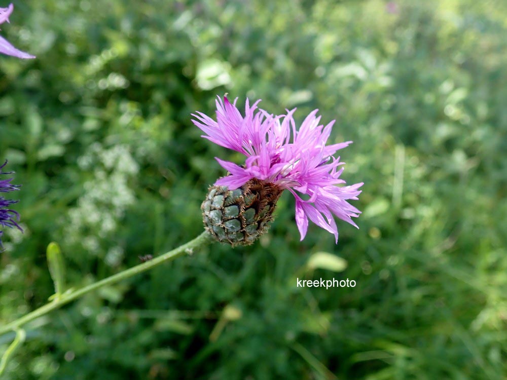 Centaurea alpestris