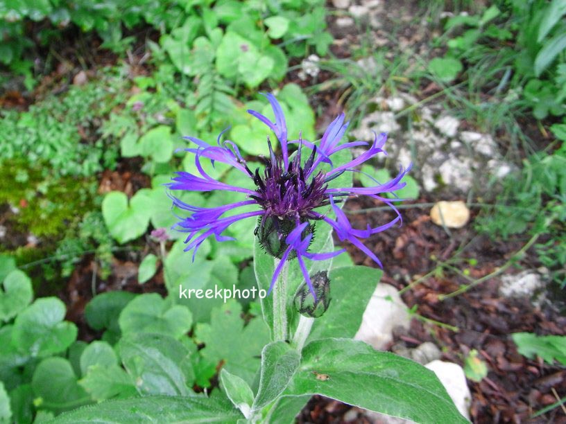 Centaurea montana