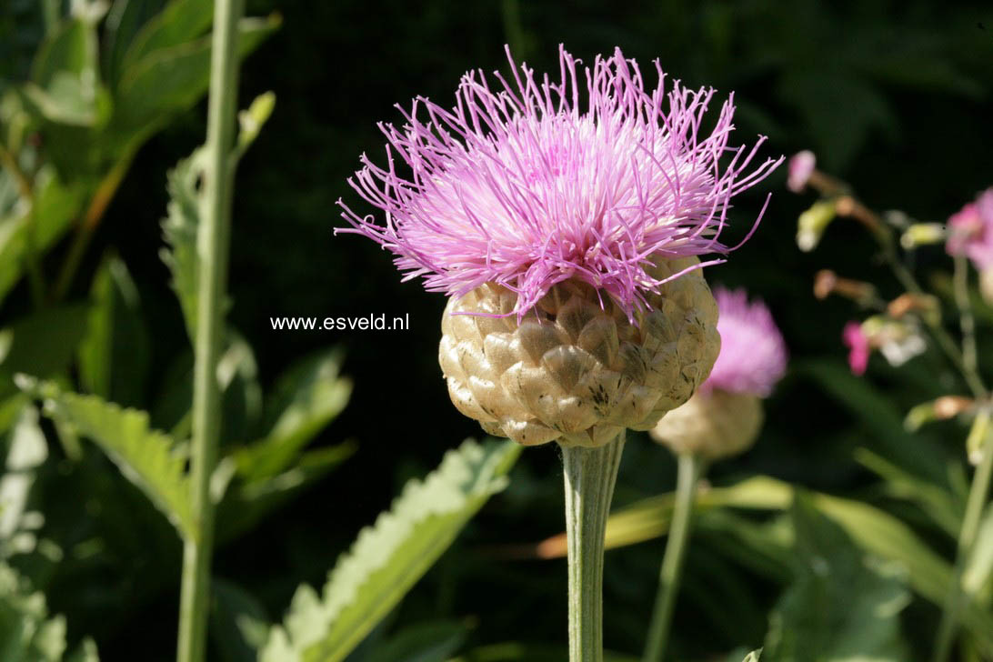 Centaurea scabiosa