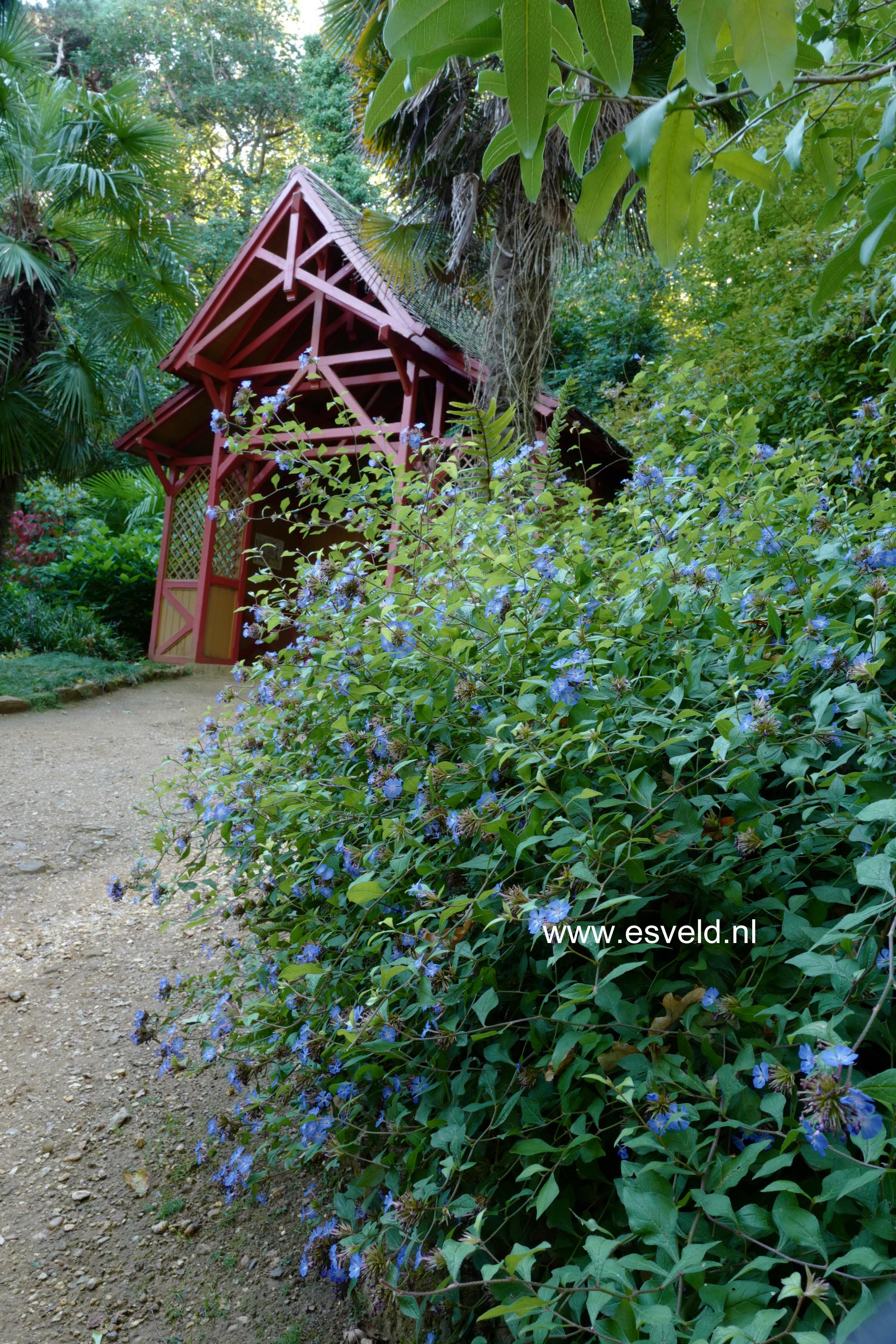 Ceratostigma griffithii